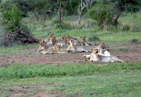 pilanesberg private lodge
